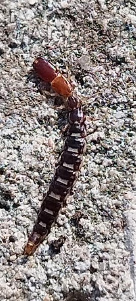 Parainocellia braueri