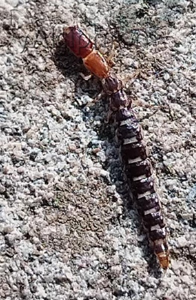 Parainocellia braueri