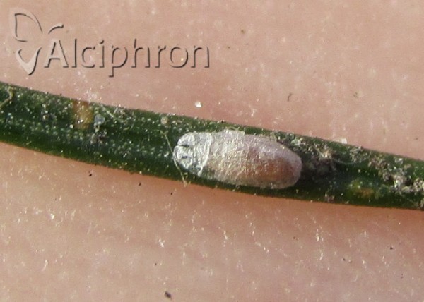 Physokermes hemicryphus