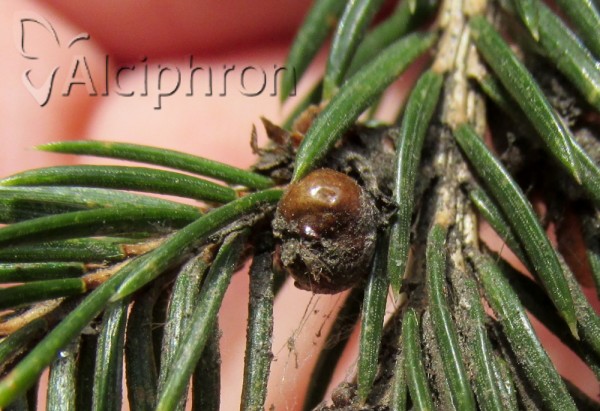 Physokermes hemicryphus