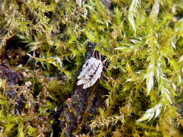 Orthezia urticae