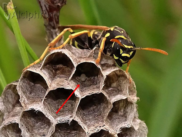Polistes nimpha