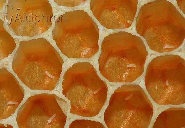 Apis mellifera