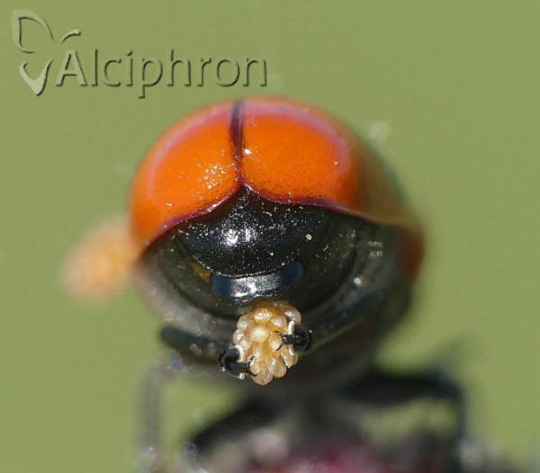 Clytra laeviuscula