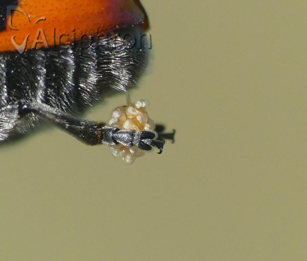 Clytra laeviuscula