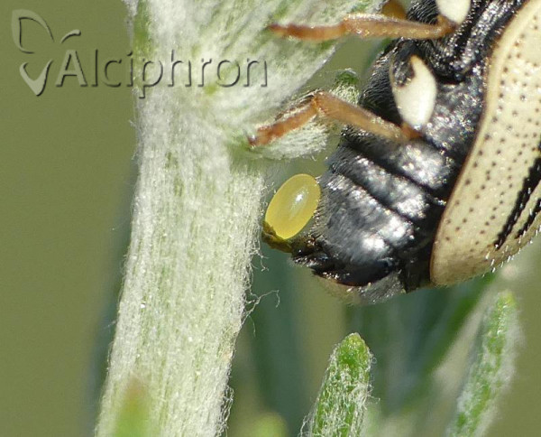 Cryptocephalus gamma