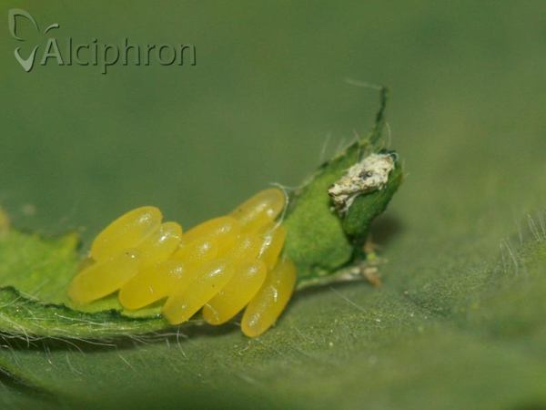 Gonioctena fornicata