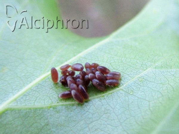 Chrysomela populi