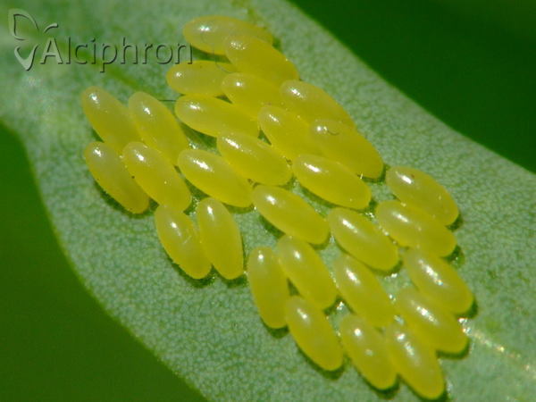 Chrysomela vigintipunctata
