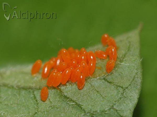 Leptinotarsa decemlineata