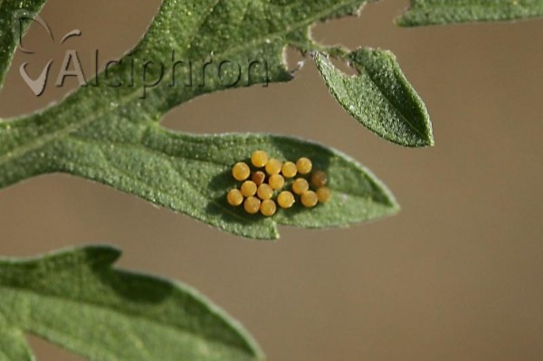 Ophraella communa