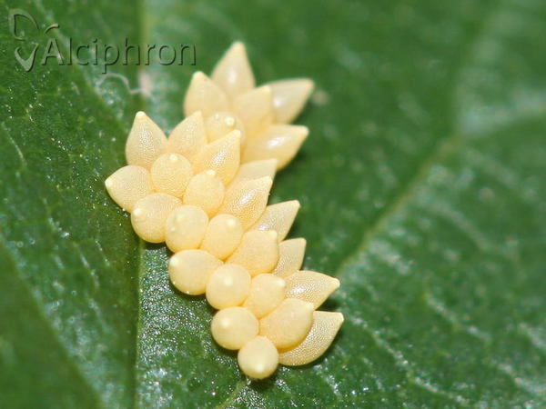 Xanthogaleruca luteola