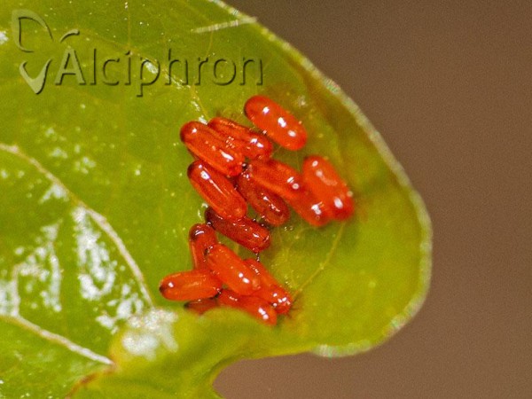 Lilioceris merdigera