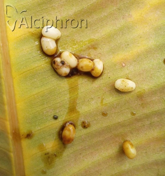 Melolontha hippocastani