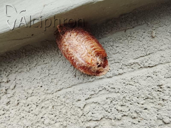 Hierodula tenuidentata