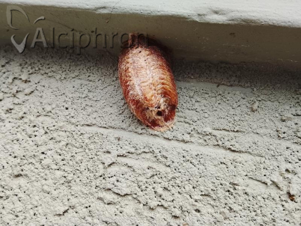 Hierodula tenuidentata