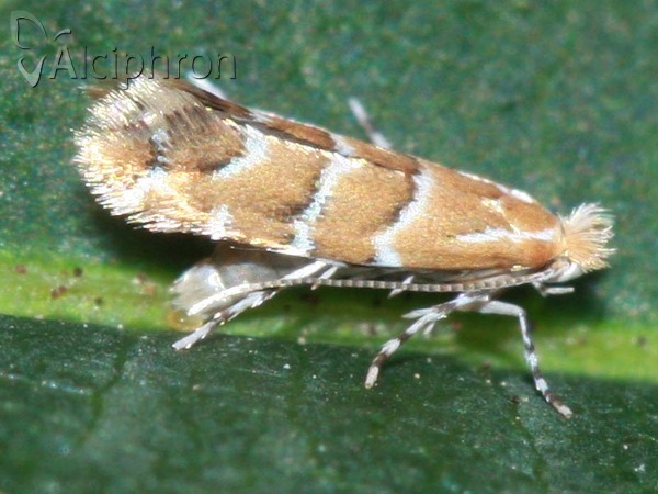 Cameraria ohridella