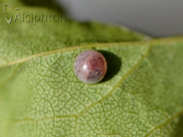 Iphiclides podalirius