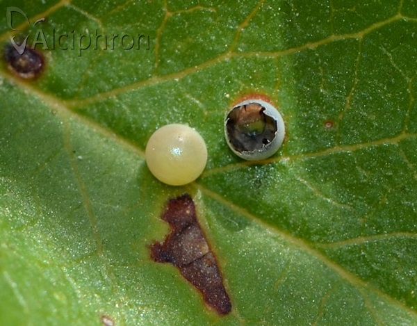 Iphiclides podalirius