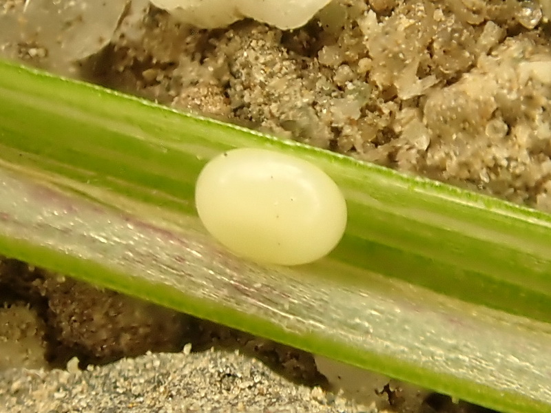 Thymelicus sylvestris