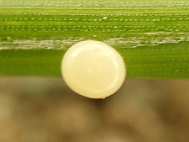 Thymelicus sylvestris