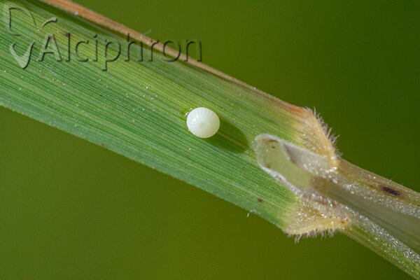 Heteropterus morpheus