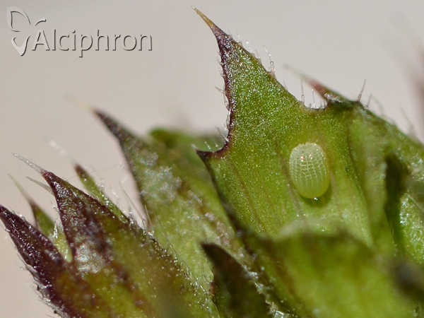 Muschampia lavatherae