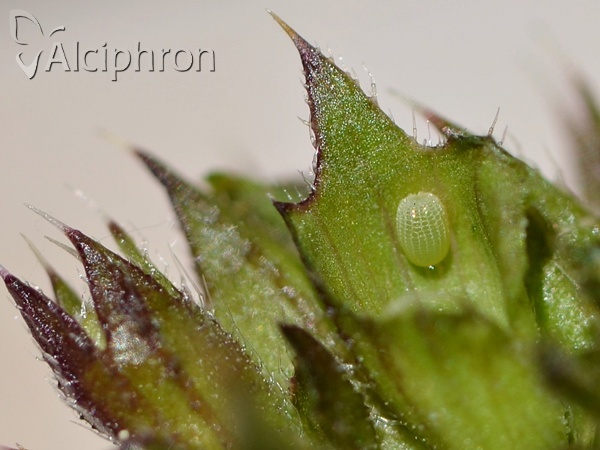 Muschampia lavatherae