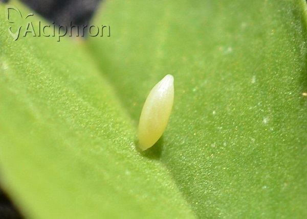 Colias alfacariensis