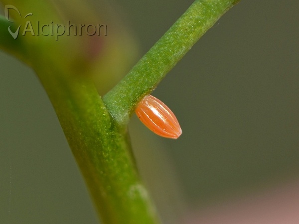 Anthocharis cardamines