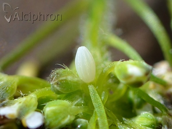Anthocharis cardamines