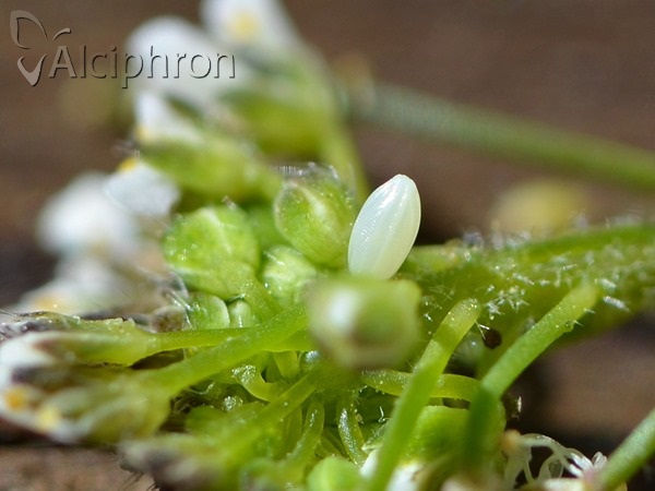 Anthocharis cardamines