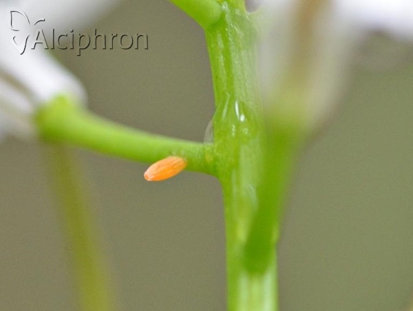 Anthocharis cardamines