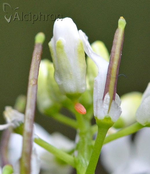 Anthocharis cardamines