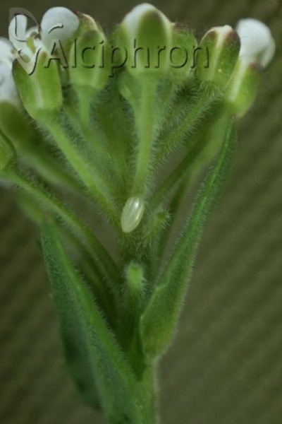 Anthocharis cardamines