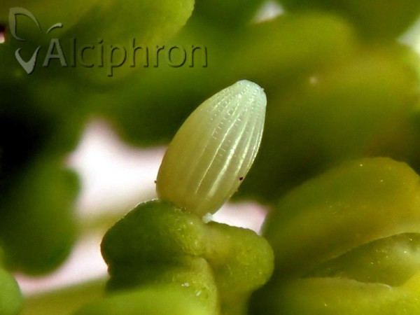 Anthocharis damone