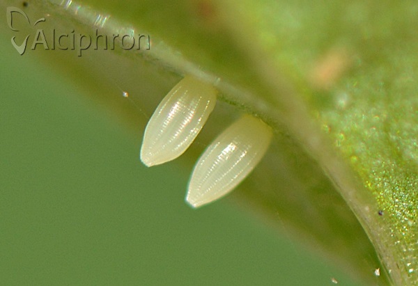 Pieris napi