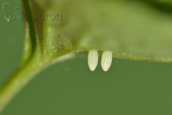 Pieris napi