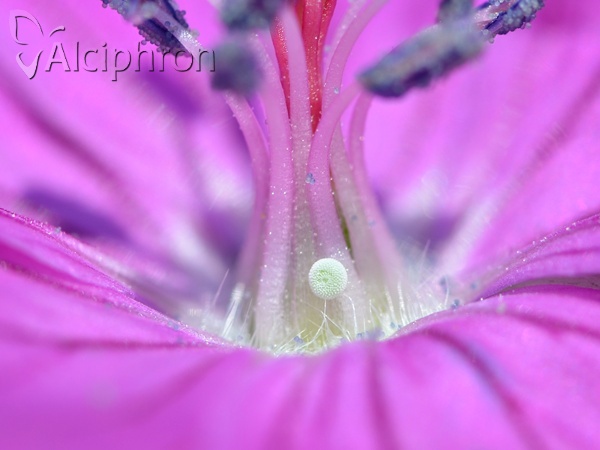 Eumedonia eumedon