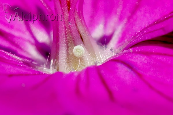 Eumedonia eumedon