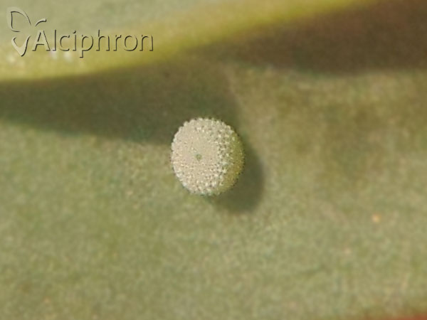 Plebejus argyrognomon