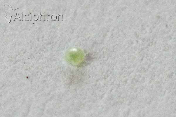 Phengaris teleius