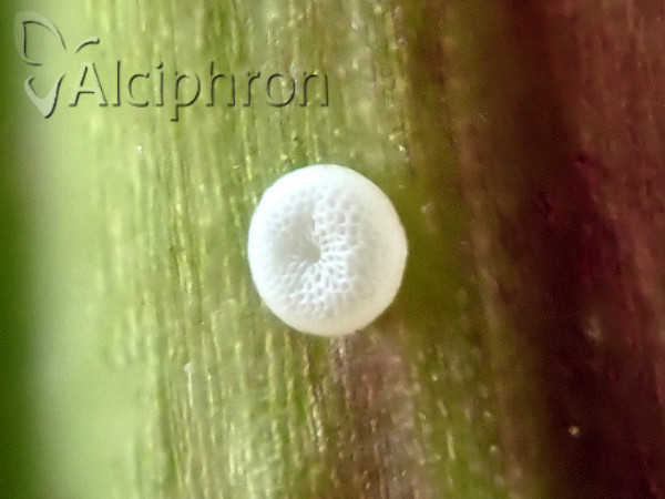 Phengaris alcon