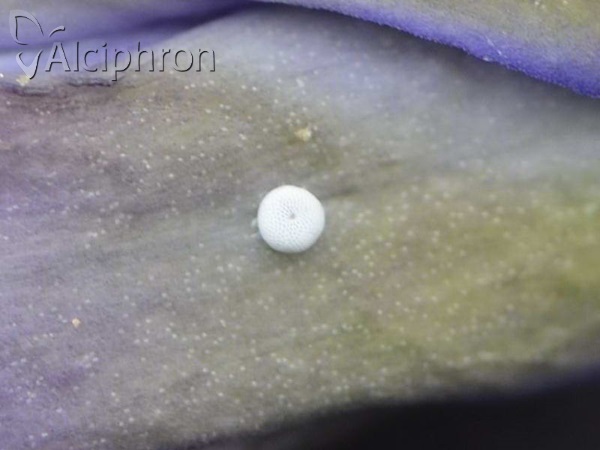 Phengaris alcon