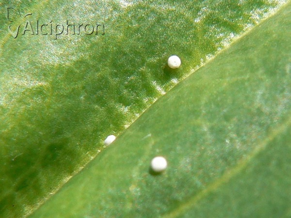 Phengaris alcon