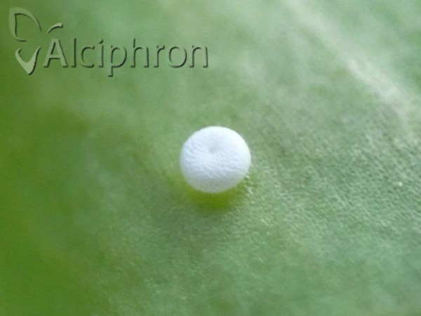 Phengaris alcon