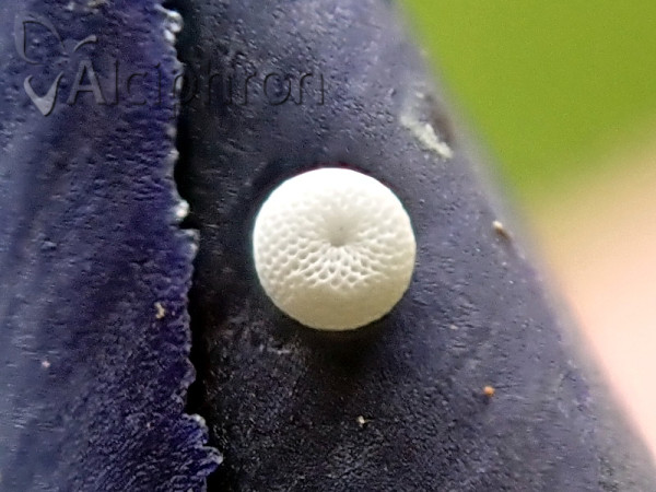 Phengaris alcon