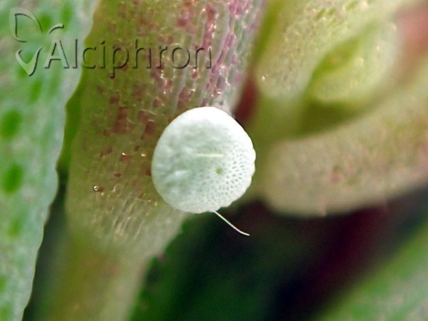 Scolitantides orion