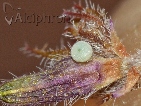 Pseudophilotes vicrama