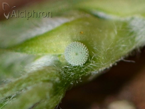 Celastrina argiolus
